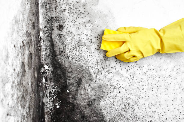 Best Environmental Consulting for Mold Prevention  in Jensen Beach, FL