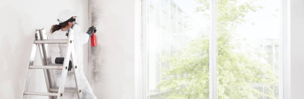 Best Mold Removal for HVAC Installations  in Jensen Beach, FL