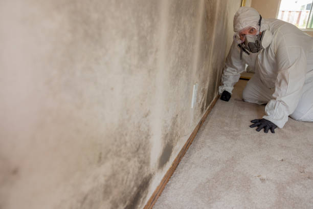 Best HVAC Mold Inspection and Cleaning  in Jensen Beach, FL